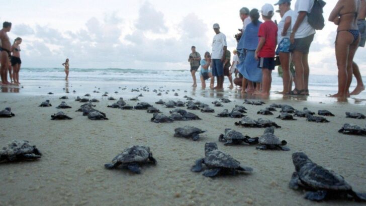 Filhotes de tartaruga marinha seguem pela areia rumo ao mar, observados por pessoas na praia