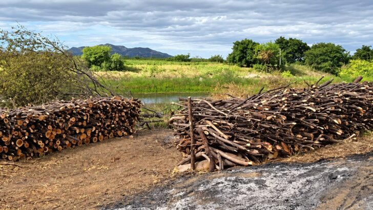 Pilhas de lenha cortada no chão de uma clareira com solo queimado, cercada por vegetação e com morros ao fundo