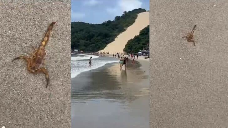 Escorpiões encontrados na Praia de Ponta Negra