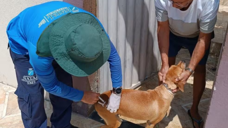 Cães e gatos saudáveis a partir de três meses podem receber gratuitamente a dose contra a raiva - Foto: SMS/ Reprodução