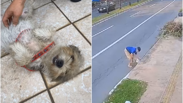 Montagem mostra cachorra resgatada e imagem de câmera de segurança com homem próximo a um bueiro em Goiânia