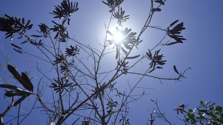 Sol visto entre galhos de uma árvore, com o céu azul ao fundo