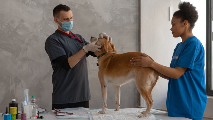 Médico-veterinário examina cachorro sobre a mesa de atendimento, ao lado de uma auxiliar