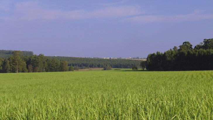 Plantação de cana-de-açúcar verde em fazenda, com mata ao fundo