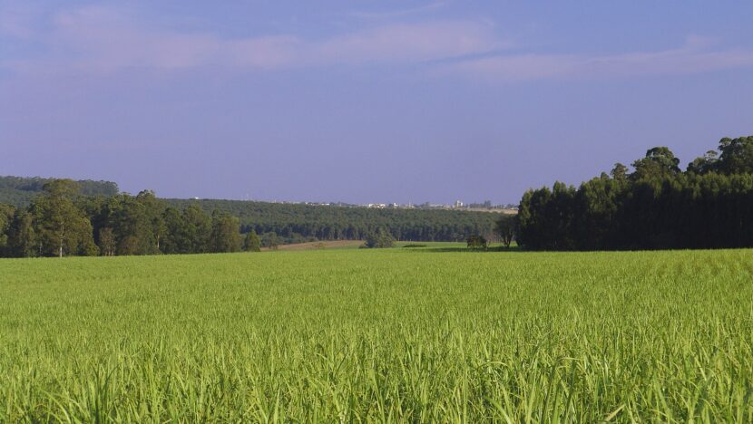 Plantação de cana-de-açúcar verde em fazenda, com mata ao fundo