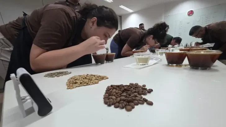 Jurados provam cafés em xícaras sobre uma mesa com amostras de grãos crus e torrados
