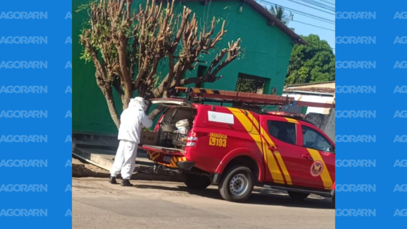 Bombeiros atendem cinco ocorrências com enxames de abelhas e marimbondos no RN