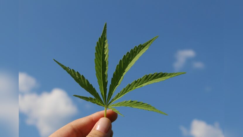 Mão segura uma folha de cannabis diante do céu azul