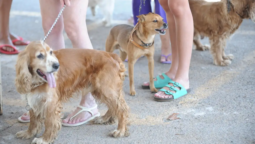 Natal autoriza cães e gatos nos ônibus sem tarifa extra; veja as regras