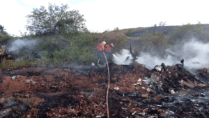 Terreno com vegetação queimada, troncos carbonizados e fumaça saindo de diferentes pontos, com árvores e arbustos ao fundo