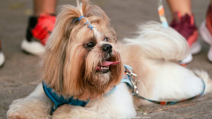 Cachorro de pelo longo com laço azul durante atividade para animais