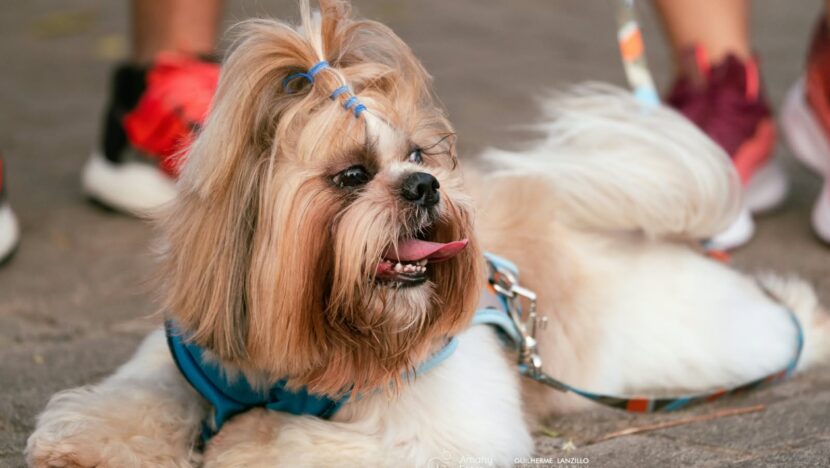 Cachorro de pelo longo com laço azul durante atividade para animais