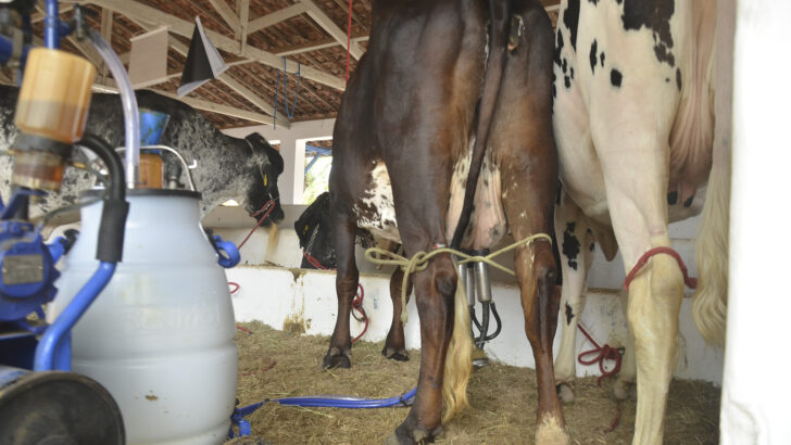 Vacas leiteiras durante ordenha com equipamentos em curral