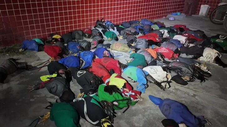 Galos encontrados durante operação policial contra rinha em Mossoró