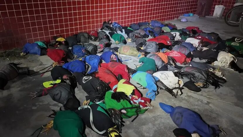 Galos encontrados durante operação policial contra rinha em Mossoró