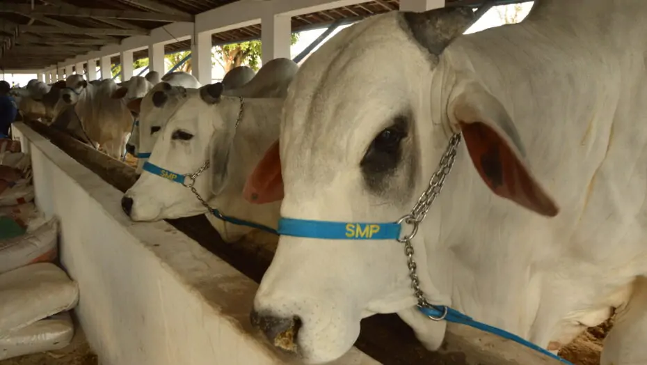 Brasil bate recorde histórico de exportações de carne bovina em setembro | notícias do rio grande do norte Programação de Exposições contará com toRio Grande do Norteeio leiteiro, além de sorteio de kits de ordenha - Foto: José Aldenir / AGORA RN
