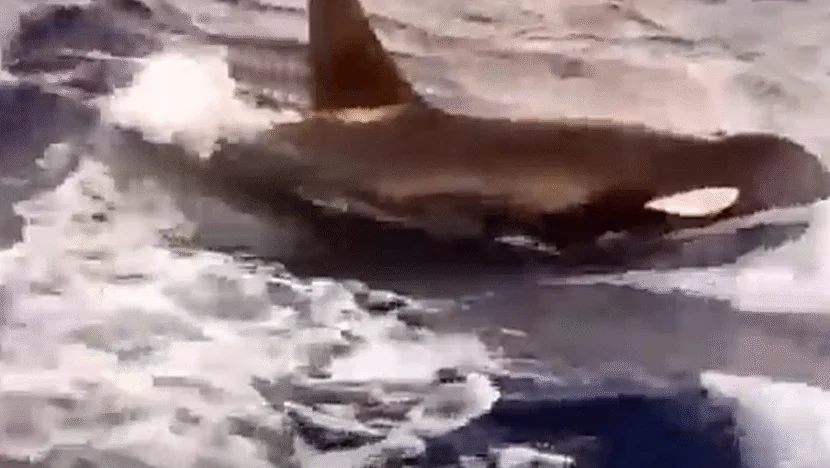 Captura de tela 2025 05 31 134753