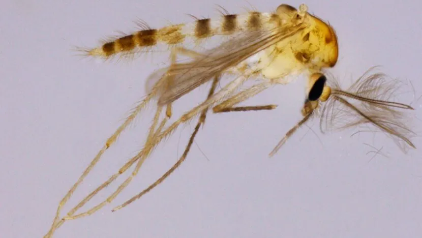 Exemplares foram coletados em fase de pupa e adultos capturados com armadilha luminosa no munic&iacute;pio de Parnamirim, no RN - Foto: Reprodu&ccedil;&atilde;o/UFRN