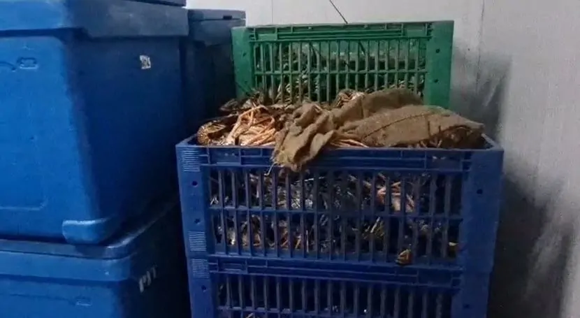 Capturar