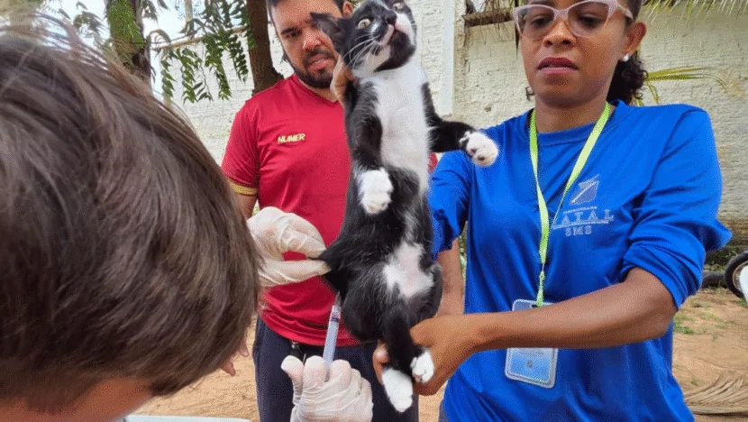 Campanha antirrábica 2025: veja onde vacinar cães e gatos neste sábado 11 | notícias do rio grande do norte image