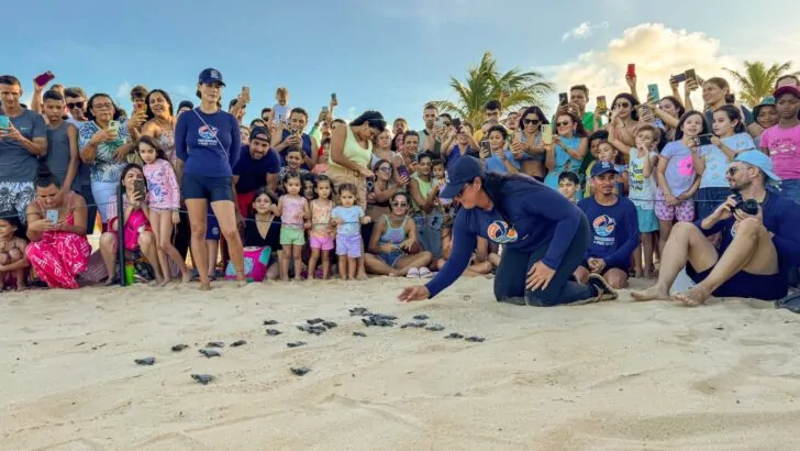 Apc cabo de são roque abre inscrições para voluntariado do projeto tartarugas ao mar 2025/2026 | notícias do rio grande do norte APC Cabo de São Roque abre inscrições para voluntariado do Projeto Tartarugas ao Mar 2025/2026 - Agora RN