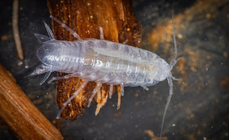 Primeira espécie troglóbia é descoberta e descrita no rn, mas já pode estar ameaçada de extinção | notícias do rio grande do norte Brasilana spelaea - Foto: Diego M. Bento