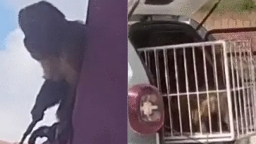 Macaco-prego que furtou cafeteira é visto com faca e capturado no interior do RN