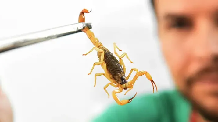 Brasil registra mais de 173 mil acidentes com escorpiões em 2025; mortes já passam de 200 | notícias do rio grande do norte image